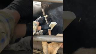 injection of an antibiotic to treat mastitis animals cow milking mastitis [upl. by Casanova129]