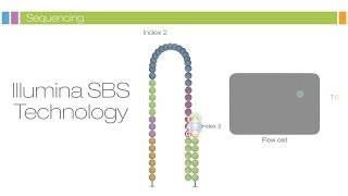 Intro to Sequencing by Synthesis Industryleading Data Quality [upl. by Rooney]