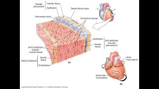 Cardiovascular System and The heart Wall function and structure  MADE EASY [upl. by Mallon]