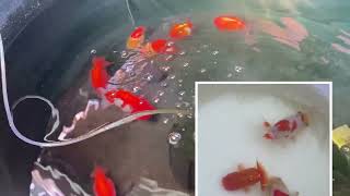 Temporarily quit breeding Japanese Topview Ranchu [upl. by Aihsei42]