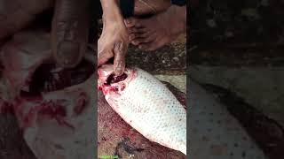 Amazing Fast Great Delicious Tilapia Fish Cutting Technique  Mutton Cutting Skills shorts [upl. by Eceryt]