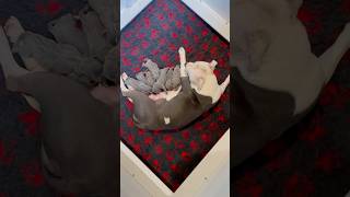 New born blue Staffordshire bull terrier puppies cutepuppies cutepups staffypuppy staffypuppies [upl. by Catharine]