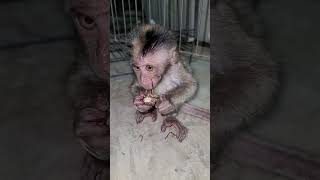 baby monkey eating second cicada in same day [upl. by Hutchison]