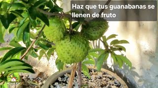 HACIENDO ESTO TENDRAS GUANABANA EN POCO TEMO Y LLENA DE FRUTO [upl. by Enajyram865]