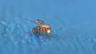 Geomyza tripunctata a Cereal fly [upl. by Groh]