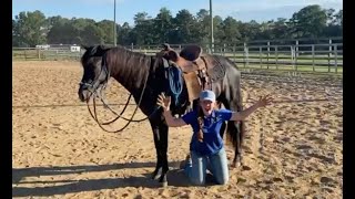 Academy Student Contest  Crow  Paso Fino Colt FOR SALE  The Horse Guru  Michael Gascon [upl. by Nivi736]