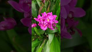 Floração de Orquideas Linda Orquidea Grapete ou Spathoglottis 🌺🌺🌺 [upl. by Beulah955]