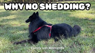 Belgian Shepherd Secrets Why My Groenendael Won’t Shed and His Funny Vet Antics [upl. by Anaahs]