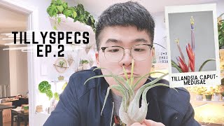 TillySpecs Ep 2  Tillandsia caputmedusae  Daves Air Plant Corner [upl. by Ydnys506]