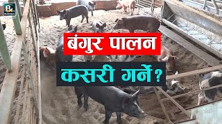 स्वदेशमा नै केही गर्न सकिन्छ भनि व्यवसायिक रुपमा बंगुर पालन गदै आउनु भएका एक सफल कृषकको अनुभव  BPTV [upl. by Ralyat946]