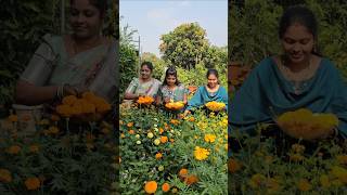 Marigold flowers harvesting బంతిపువ్వులు Mariegold mygarden gardening shortvideo ytshorts [upl. by Neirod]