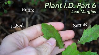 How To Describe The Margin of a Leaf  Plant ID Part 6 [upl. by Gingras]