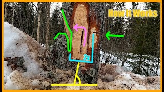 How To Cut Down a Back Leaning Tree In a Hurry  Perch Cut [upl. by Feinberg]