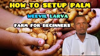 How to Setup Palm Weevil Larvae Farm For Beginners [upl. by Aziza366]