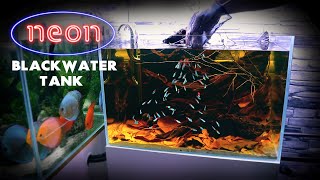 Aquascape Tutorial NEON TETRA Blackwater Aquarium How To Step By Step Fish Tank Build Guide [upl. by Ramedlav]