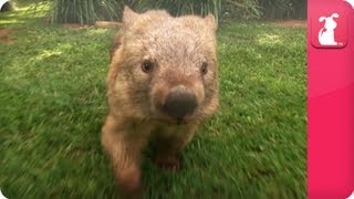 Bindi amp Robert Irwin feature  Wombat Kato Growing Up Wild [upl. by Jemimah]