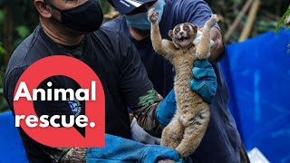 Moment 30 slow lorises are released after being cruelly kept as pets  SWNS [upl. by Giana894]