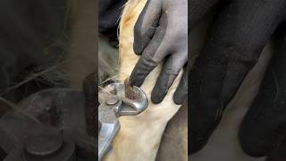 Satisfying chestnut trim horse farrier asmr [upl. by Leblanc]