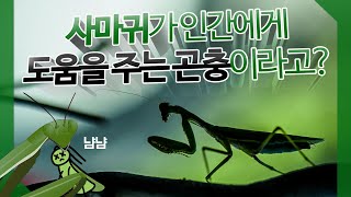 34 사마귀는 인간에게 이로운 익충이다 👍 사이언스 플러스 재미있는 과학이야기 [upl. by Vano]