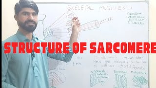 structure of sarcomere [upl. by Airamanna]