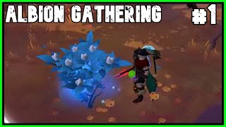 Albion Online Gathering  1mil a day 1 [upl. by Hawken333]