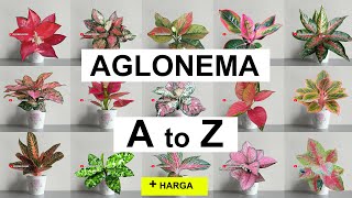 Namanama AGLONEMA dari A  Z  dilengkapi Harga Aglaonema [upl. by Payne]