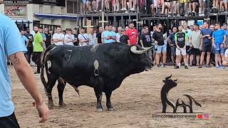 salida de los dos toros cerriles en Nules 21 de agosto 2024 [upl. by Geraint463]