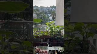 Bahay Kubo Balcony garden number two spinach bok choy squash banana beetroot radish mint mint [upl. by Lyndy]