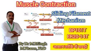 Physiology of Muscle Contraction  Sliding Filament Mechanism  Human Anatomy amp Physiology  BP101T [upl. by Godderd509]