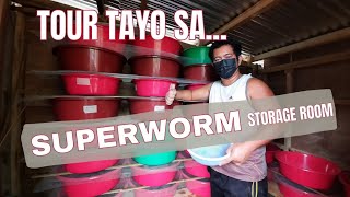 Vlog 16 CHANGING OF SUPERWORM BEDDINGS AT QUICK TOUR SA AMING SUPERWORMS STORAGE ROOM [upl. by Skyla]