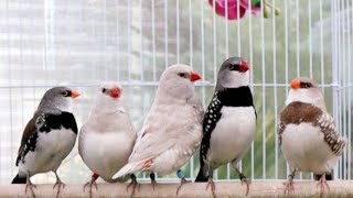 Diamond Firetail Finches [upl. by Rosalba666]