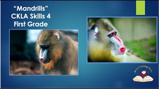 Mandrills Skills 4 Lesson 10 [upl. by Gonagle549]