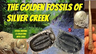 Golden Fossils of Silver Creek Trilobites Cephalopods Fossil Hunting and Collecting With Chris [upl. by Loella391]