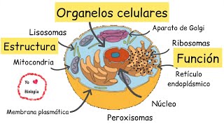 31 Biología celular Citosol [upl. by Riorsson]