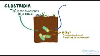 Understanding Clostridia Bacteria Health Impacts Infections and Prevention x osmosis [upl. by Galateah]