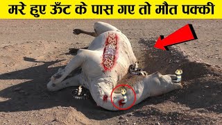 क्यों मरा हुआ ऊँठ इतना खतरनाक होता है why camel is not good for people  earth adventure in Hindi [upl. by Nilad]