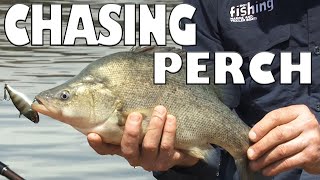 Chasing Golden Perch at Eildon [upl. by Shauna830]