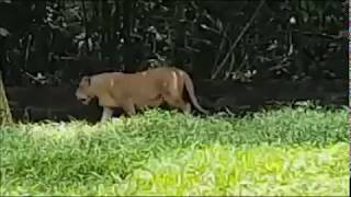 Taiping Zoo Lion in park malaysia [upl. by Auhsot]