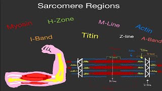 Physiology Sarcomere Actin Myosin Zline HZone ABand IBand and MLine [upl. by Ethelstan321]