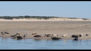 Phoques baie Authie Berck sur Mer [upl. by Hallerson]