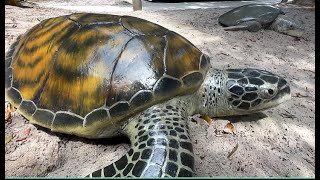 Gumbo Limbo Nature Center and New Observation Tower  August 8 2024 [upl. by Nivart551]