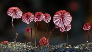 The Coolest and Trippiest Mushroom Pictures [upl. by Acinomad708]