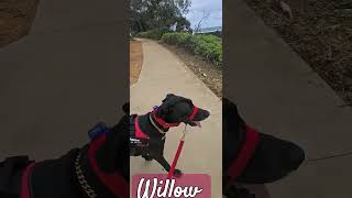 Bargara Beach walking [upl. by Gettings]