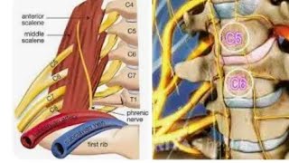 Anatomy and function of cervical nerve C6 [upl. by Eaton]