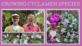 How to grow species Cyclamen 10 species that give you flowers in every season [upl. by Eloci226]