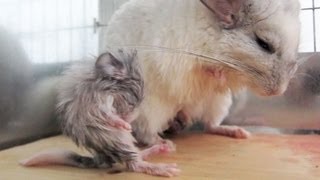 Crazy Newborn Chinchilla [upl. by Naitsirc260]