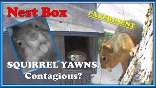 Squirrel Nest Box Are Squirrel Yawns Contagious to Humans [upl. by Aivat]