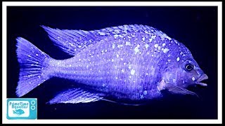 Star Sapphire Cichlid Care and Breeding A Big Beautiful Fish [upl. by Naga]