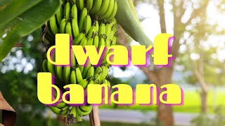 Ep 03 How to Plant Dwarf Cavendish Bananas in Zone 9A [upl. by Gujral]