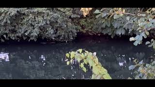 Beaver behaviour  chewing the trunk of an over hanging tree [upl. by Sivatco]